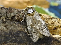 Cossus cossus - Goat Moth