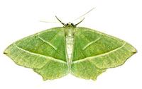 Campaea margaritaria - Light Emerald