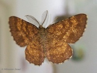 Ematurga atomaria - Common Heath