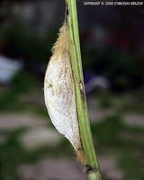 Euthrix potatoria - The Drinker
