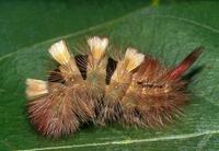 Calliteara pudibunda - Pale Tussock