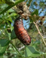 Lymantria dispar - Gypsy Moth