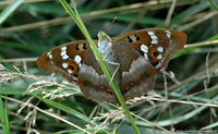 Apatura ilia - Lesser Purple Emperor