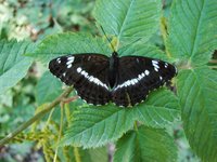 Limenitis camilla - White Admiral