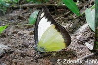 Appias lyncida