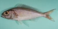 Pristipomoides auricilla, Goldflag jobfish: fisheries, gamefish