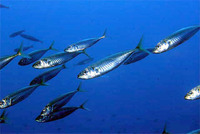 Trachurus trachurus, Atlantic horse mackerel: fisheries, gamefish, bait