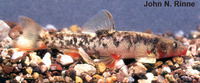 Rhinichthys cobitis, Loach minnow: