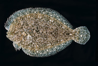 Engyprosopon macrolepis, :