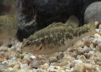Percilia gillissi, :
