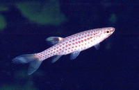 Copella nattereri, Spotted tetra: fisheries, aquarium