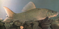 Sinilabeo decorus, : fisheries