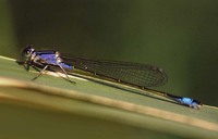 Ischnura elegans - Blue-tailed Damselfly