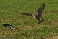 Falco peregrinus - Peregrine Falcon