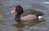 Netta peposaca - Rosy-billed Pochard