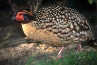 Tragopan caboti - Cabot's Tragopan