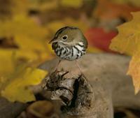 Seiurus aurocapillus - Ovenbird