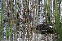 Podiceps cristatus - Great Crested Grebe