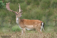 Dama dama - Fallow Deer