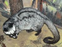 Paradoxurus hermaphroditus - Asian Palm Civet