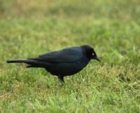 Image of: Euphagus cyanocephalus (Brewer's blackbird)