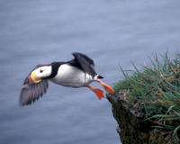 Image of: Fratercula corniculata (horned puffin)