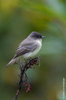 Image of: Sayornis phoebe (eastern phoebe)