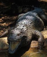 Image of: Crocodylus mindorensis (Philippine crocodile)