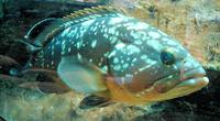 Epinephelus marginatus - Duskey Grouper