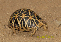 Geochelone elegans - Indian Starred Tortoise