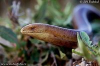 Pseudopus apodus - European Glass Lizard