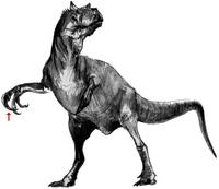 Megaraptor