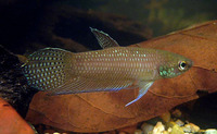 betta stigmosa, from Terenganu