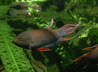 Macropodus erythropterus