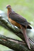 Brown cuckoo Dove