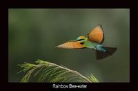 Rainbow Bee-eater