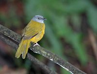 Gray-headed Tanager (Eucometis penicillata) photo