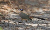 Red-capped Coua (Coua ruficeps) photo