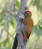 Red-rumped Woodpecker (Veniliornis kirkii) photo