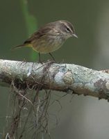 Palm Warbler (Dendroica palmarum) photo