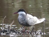 Whiskered Tern - Chlidonias hybridus