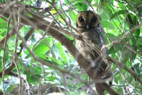 Brown Wood-Owl - Strix leptogrammica