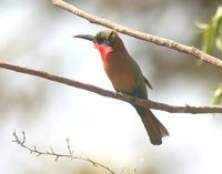 Red-throated Bee-eater - Merops bulocki