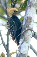 Blond-crested Woodpecker - Celeus flavescens