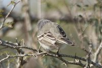 Suiriri Flycatcher - Suiriri suiriri
