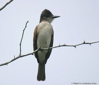 Loggerhead Kingbird - Tyrannus caudifasciatus