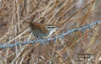 Banded Wren - Thryothorus pleurostictus