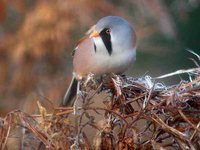 Bearded Reedling - Panurus biarmicus