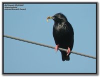 Spotless Starling - Sturnus unicolor