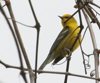 Blue-winged Warbler - Vermivora pinus